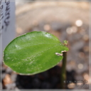 Baccaurea angulata